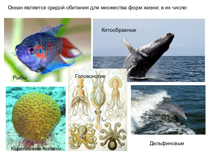Океан является средой обитания для множества форм жизни; в их числе: Рыбы