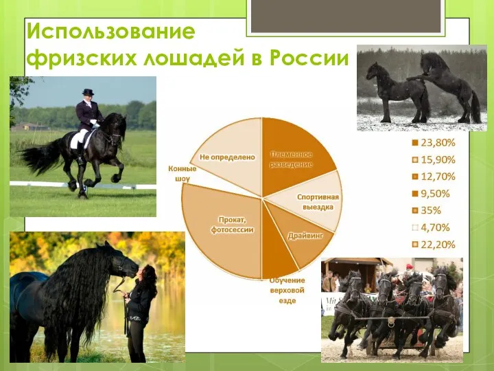 Использование фризских лошадей в России