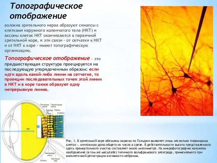 Топографическое отображение волокна зрительного нерва образуют синапсы с клетками наружного коленчатого тела