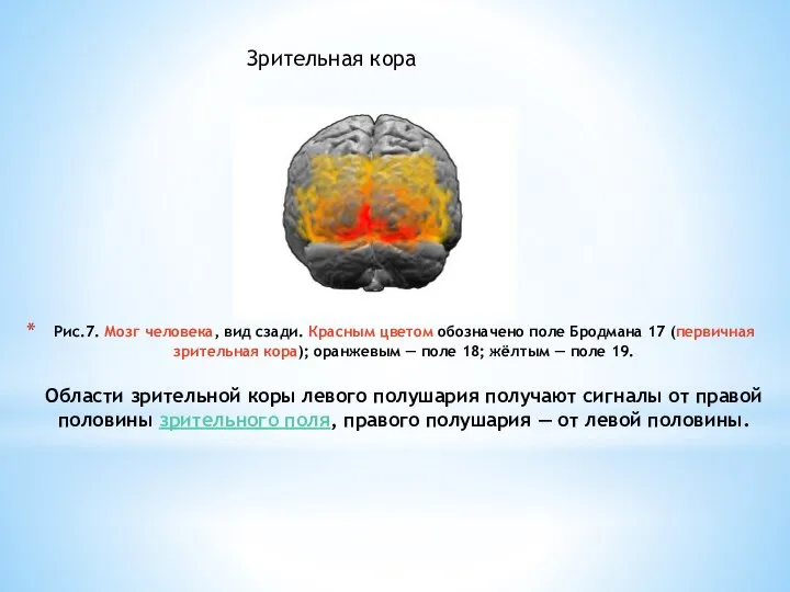 Рис.7. Мозг человека, вид сзади. Красным цветом обозначено поле Бродмана 17 (первичная