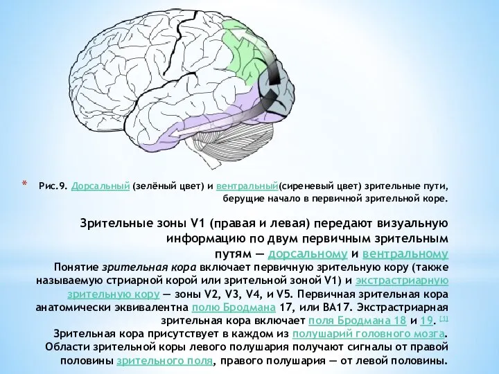 Рис.9. Дорсальный (зелёный цвет) и вентральный(сиреневый цвет) зрительные пути, берущие начало в