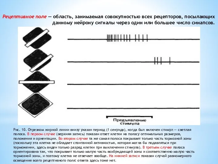 Рецептивное поле — область, занимаемая совокупностью всех рецепторов, посылающих данному нейрону сигналы