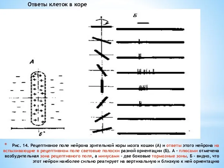 Рис. 14. Рецептивное поле нейрона зрительной коры мозга кошки (А) и ответы