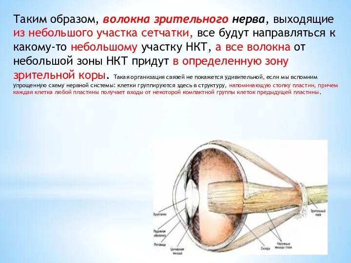 Таким образом, волокна зрительного нерва, выходящие из небольшого участка сетчатки, все будут