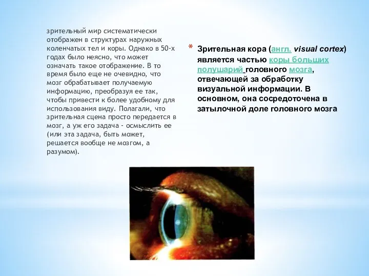 Зрительная кора (англ. visual cortex) является частью коры больших полушарий головного мозга,