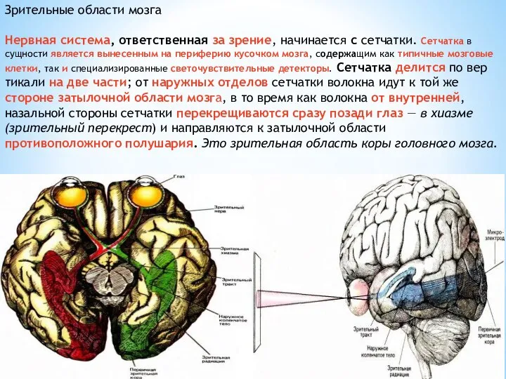 Зрительные области мозга Нервная система, ответственная за зрение, начинается с сетчатки. Сетчатка