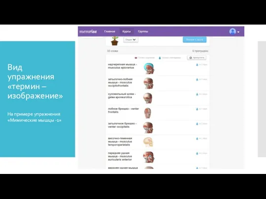 Вид упражнения «термин – изображение» На примере упражнения «Мимические мышцы -1»