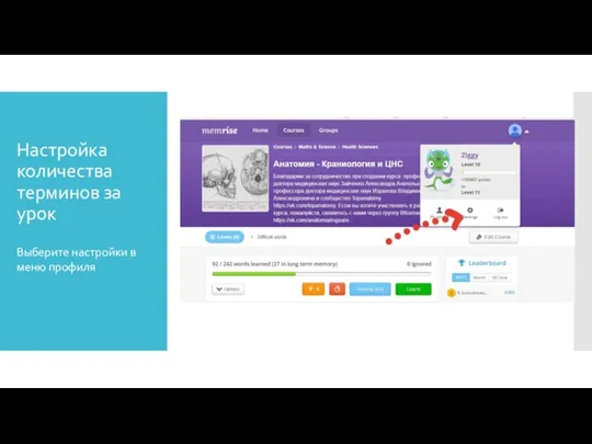 Настройка количества терминов за урок Выберите настройки в меню профиля