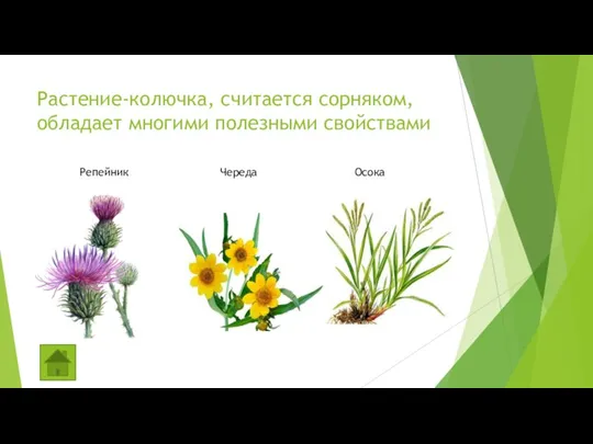 Растение-колючка, считается сорняком, обладает многими полезными свойствами Репейник Череда Осока