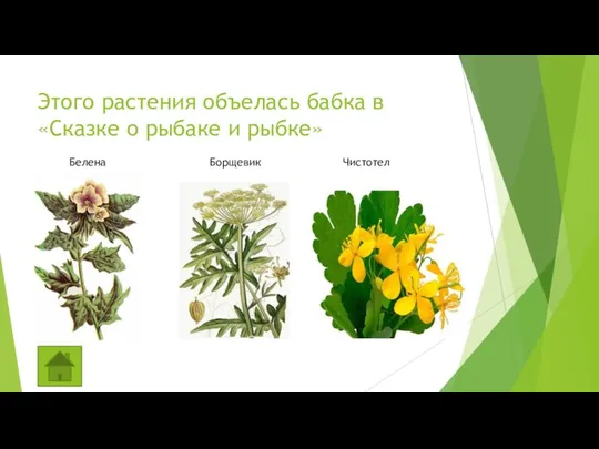 Этого растения объелась бабка в «Сказке о рыбаке и рыбке» Белена Чистотел Борщевик