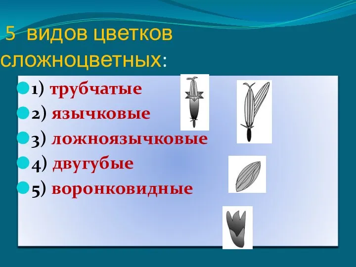 5 видов цветков сложноцветных: 1) трубчатые 2) язычковые 3) ложноязычковые 4) двугубые 5) воронковидные