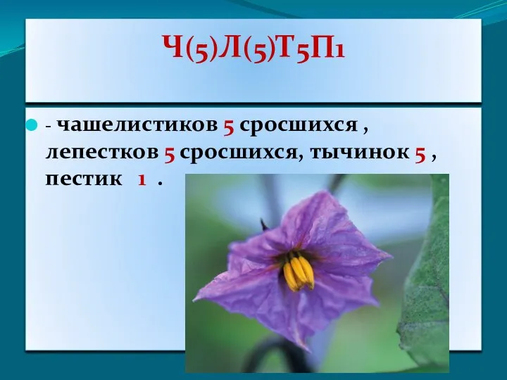 Ч(5)Л(5)Т5П1 - чашелистиков 5 сросшихся , лепестков 5 сросшихся, тычинок 5 , пестик 1 .