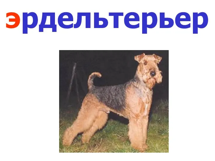 эрдельтерьер