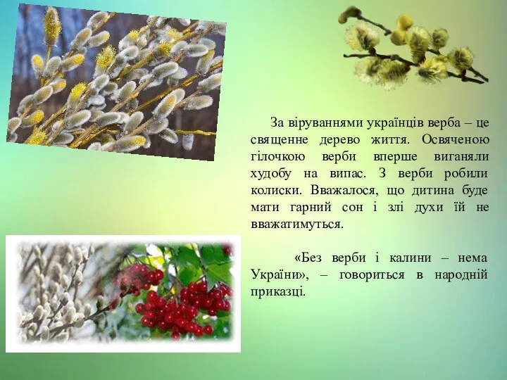 За віруваннями українців верба – це священне дерево життя. Освяченою гілочкою верби