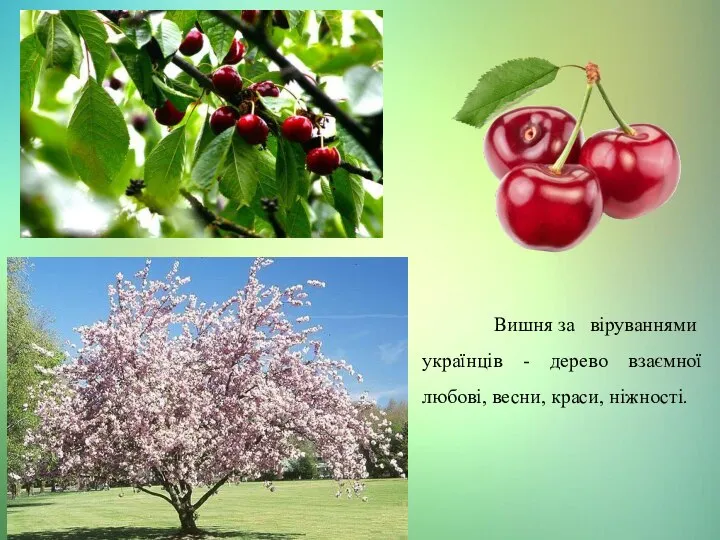 Вишня за віруваннями українців - дерево взаємної любові, весни, краси, ніжності.