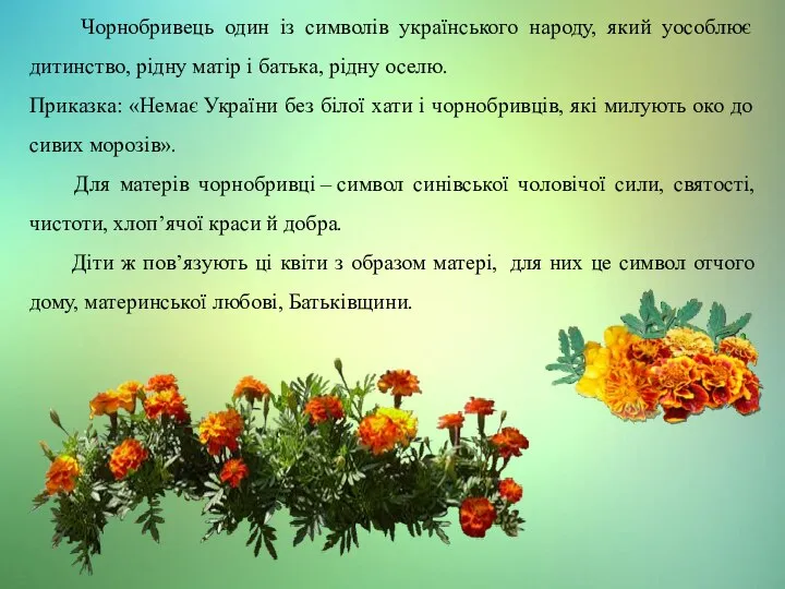 Чорнобривець один із символів українського народу, який уособлює дитинство, рідну матір і