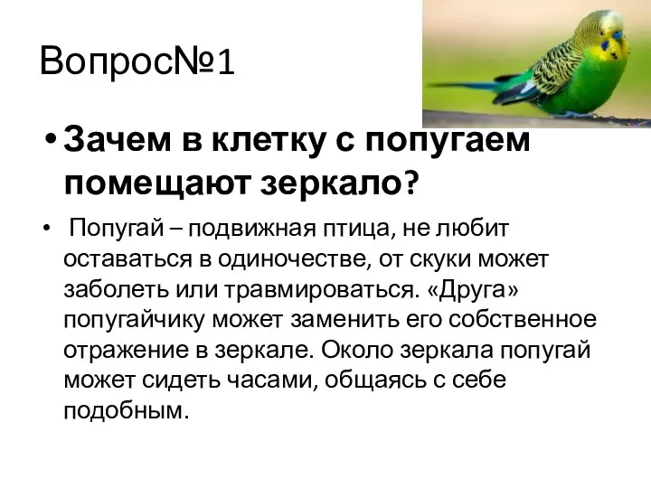 Вопрос№1 Зачем в клетку с попугаем помещают зеркало? Попугай – подвижная птица,