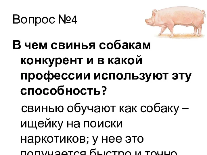 Вопрос №4 В чем свинья собакам конкурент и в какой профессии используют