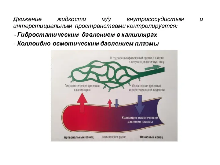 Движение жидкости. Интерстициальное пространство. Патология микроциркуляции. Интерстициальная жидкость. Коллоидно-осмотическое давление в капилляре.