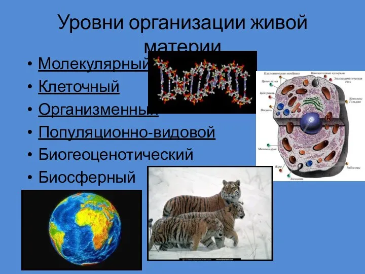 Уровни организации живой материи Молекулярный Клеточный Организменный Популяционно-видовой Биогеоценотический Биосферный