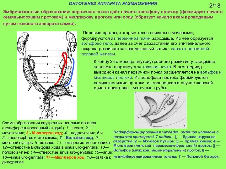 ОНТОГЕНЕЗ АППАРАТА РАЗМНОЖЕНИЯ Эмбриональные образования: первичная почка даёт начало вольфову протоку (формирует