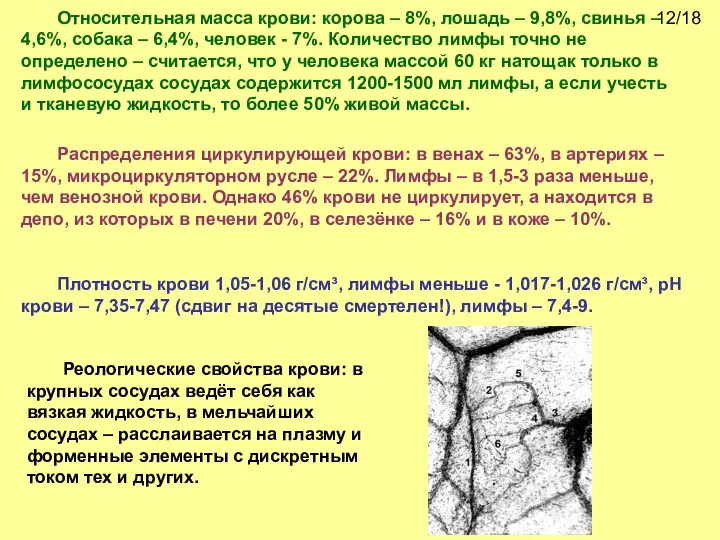 Относительная масса крови: корова – 8%, лошадь – 9,8%, свинья – 4,6%,