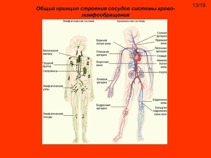 Общий принцип строения сосудов системы крово-лимфообращения 13/18