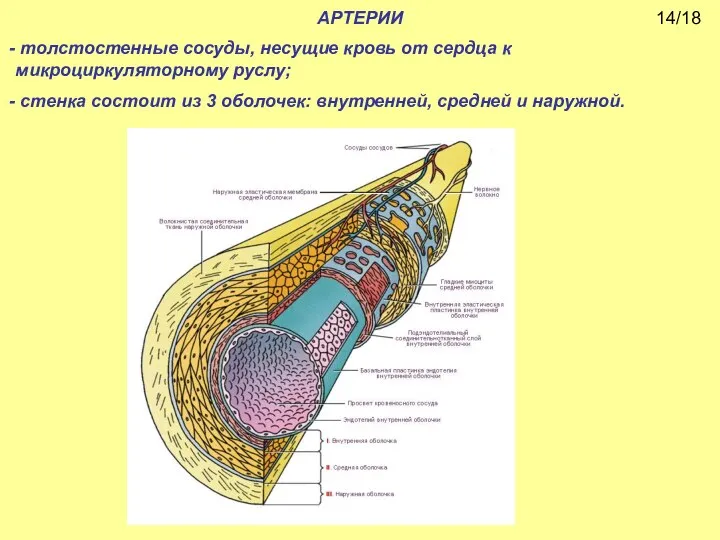 АРТЕРИИ толстостенные сосуды, несущие кровь от сердца к микроциркуляторному руслу; стенка состоит