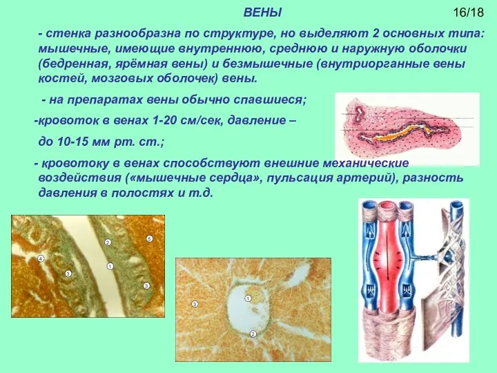 ВЕНЫ - стенка разнообразна по структуре, но выделяют 2 основных типа: мышечные,