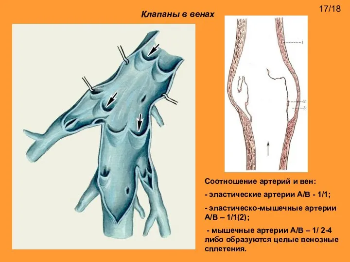 Клапаны в венах Соотношение артерий и вен: - эластические артерии А/В -
