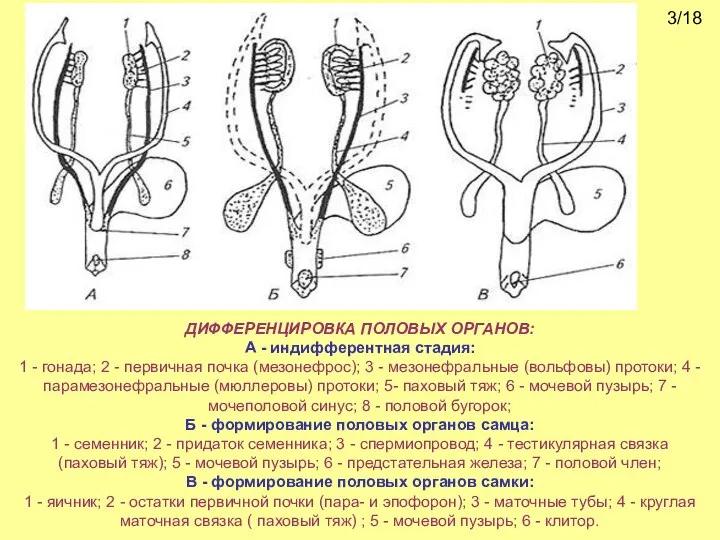 ДИФФЕРЕНЦИРОВКА ПОЛОВЫХ ОРГАНОВ: А - индифферентная стадия: 1 - гонада; 2 -