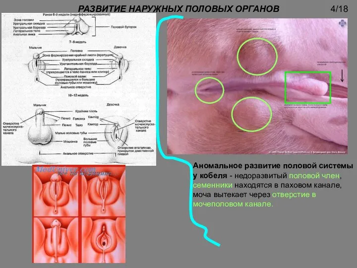 РАЗВИТИЕ НАРУЖНЫХ ПОЛОВЫХ ОРГАНОВ Аномальное развитие половой системы у кобеля - недоразвитый