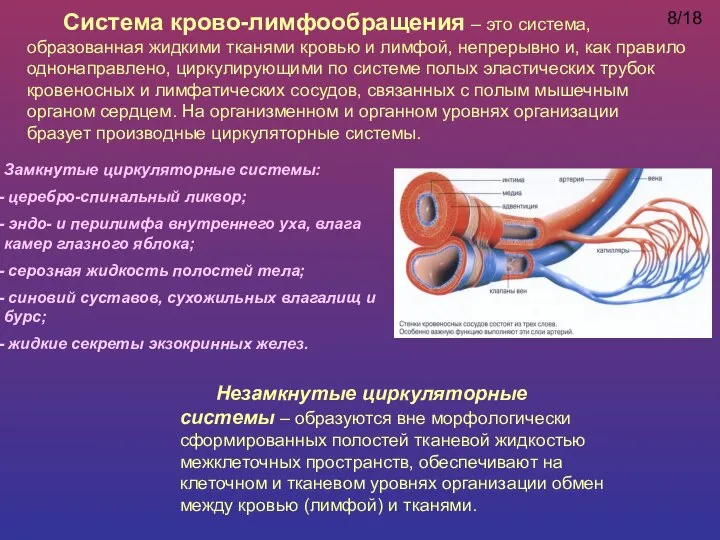 Система крово-лимфообращения – это система, образованная жидкими тканями кровью и лимфой, непрерывно