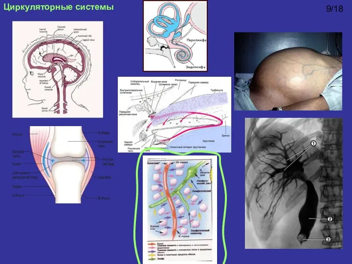 Циркуляторные системы 9/18