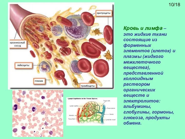 Кровь и лимфа – это жидкие ткани состоящие из форменных элементов (клеток)