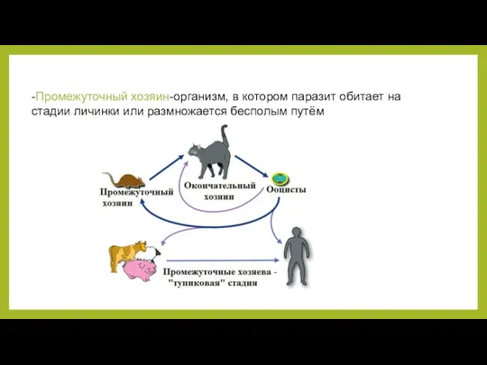 -Промежуточный хозяин-организм, в котором паразит обитает на стадии личинки или размножается бесполым путём