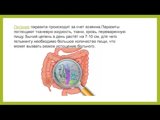 Питание паразита происходит за счет хозяина.Паразиты поглощают тканевую жидкость, ткани, кровь, переваренную