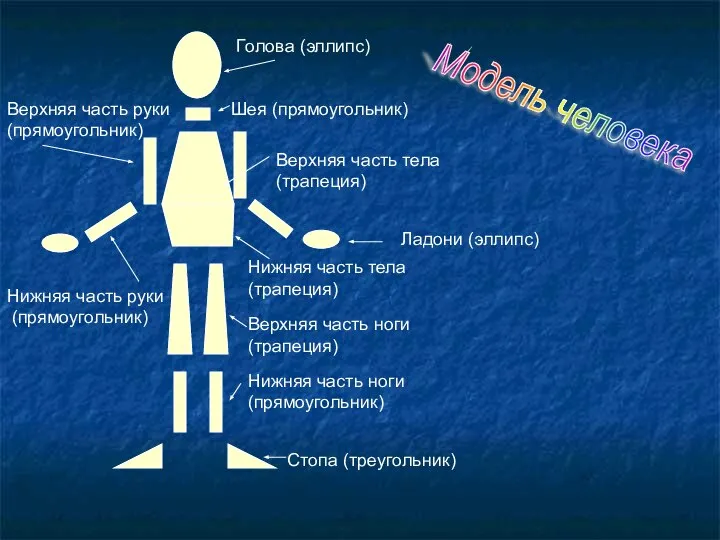 Нижняя часть руки (прямоугольник) Верхняя часть руки (прямоугольник) Шея (прямоугольник) Голова (эллипс)