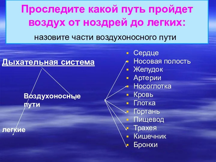 Проследите какой путь пройдет воздух от ноздрей до легких: назовите части воздухоносного