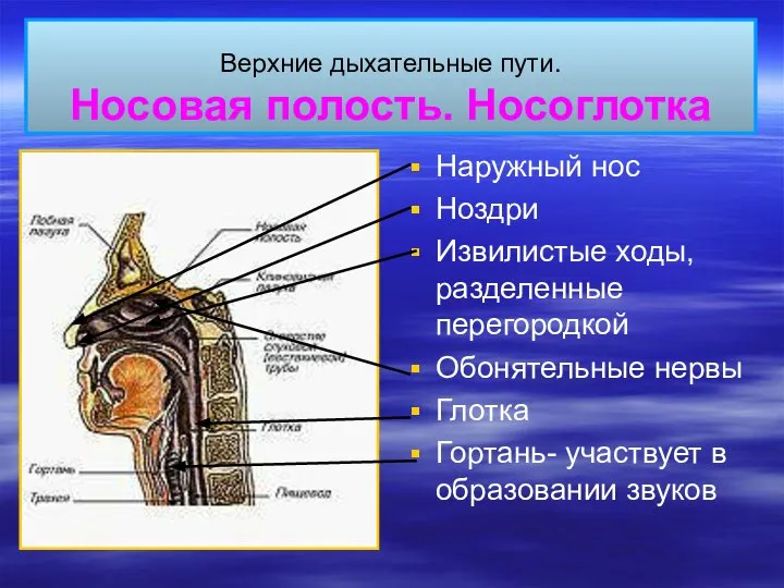 Верхние дыхательные пути. Носовая полость. Носоглотка Наружный нос Ноздри Извилистые ходы, разделенные