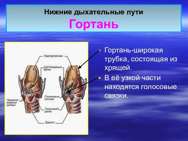 Нижние дыхательные пути Гортань Гортань-широкая трубка, состоящая из хрящей. В её узкой части находятся голосовые связки.