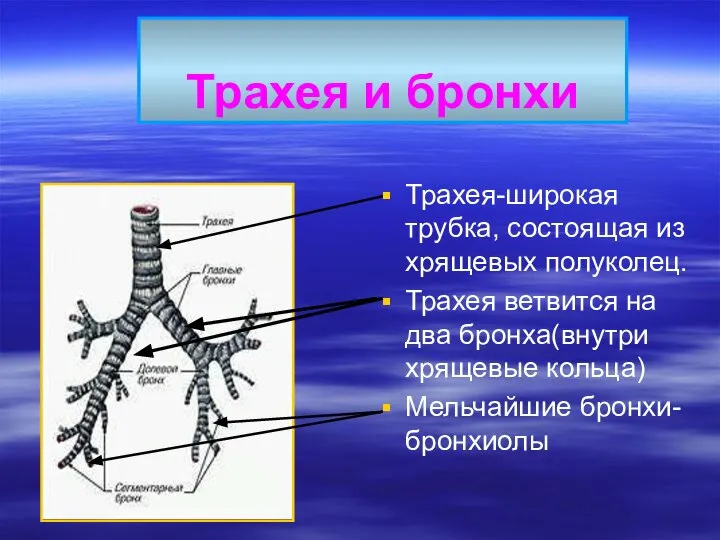 Трахея и бронхи Трахея-широкая трубка, состоящая из хрящевых полуколец. Трахея ветвится на