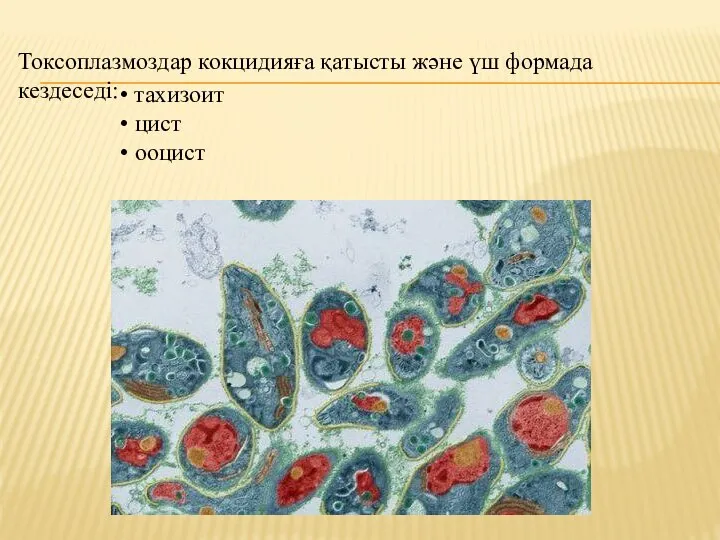 Токсоплазмоздар кокцидияға қатысты және үш формада кездеседі: тахизоит цист ооцист