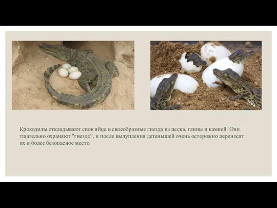Крокодилы откладывают свои яйца в своеобразные гнезда из песка, глины и камней.