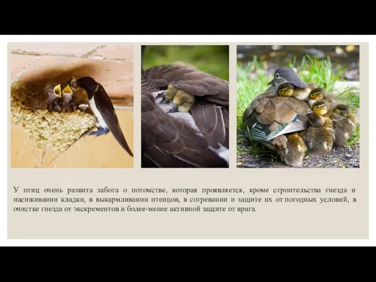 У птиц очень развита забота о потомстве, которая проявляется, кроме строительства гнезда