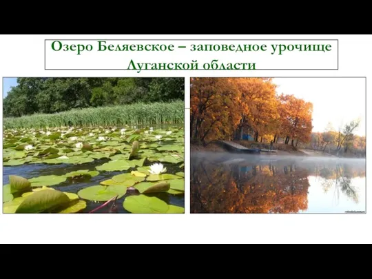Озеро Беляевское – заповедное урочище Луганской области