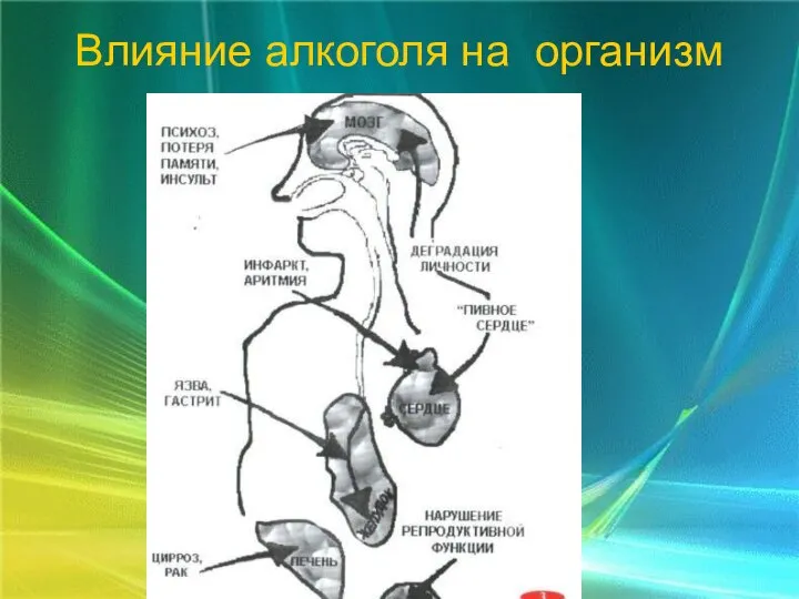 Влияние алкоголя на организм