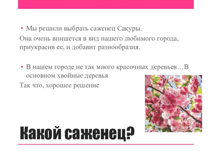 Какой саженец? Мы решили выбрать саженец Сакуры. Она очень впишется в вид