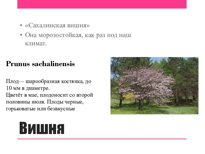 Вишня «Сахалинская вишня» Она морозостойкая, как раз под наш климат. Prunus sachalinensis