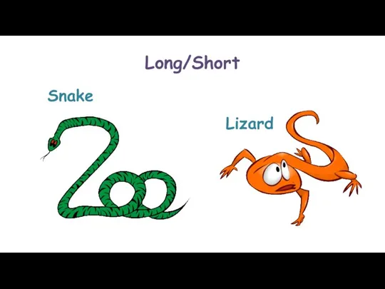 Long/Short Lizard Snake